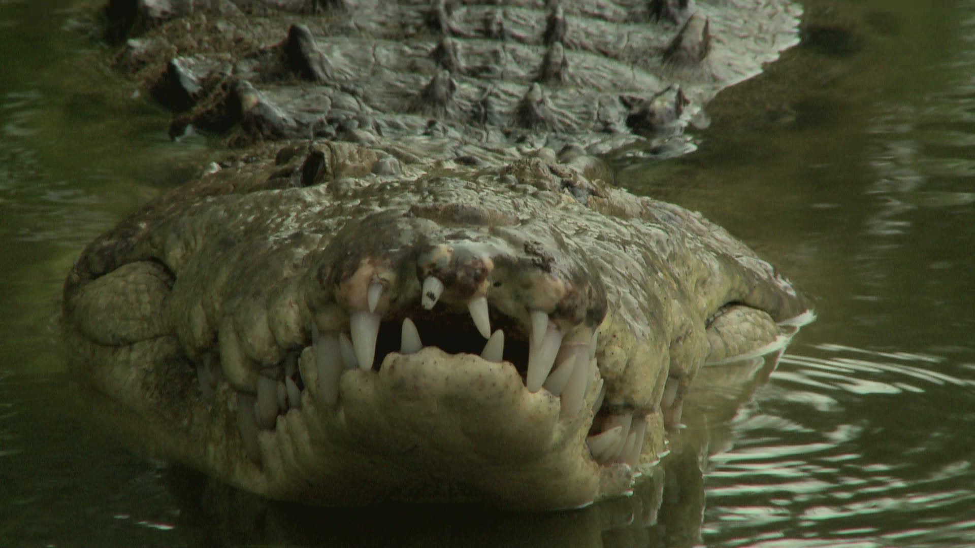 864142896 / Alligator / Costa Rica