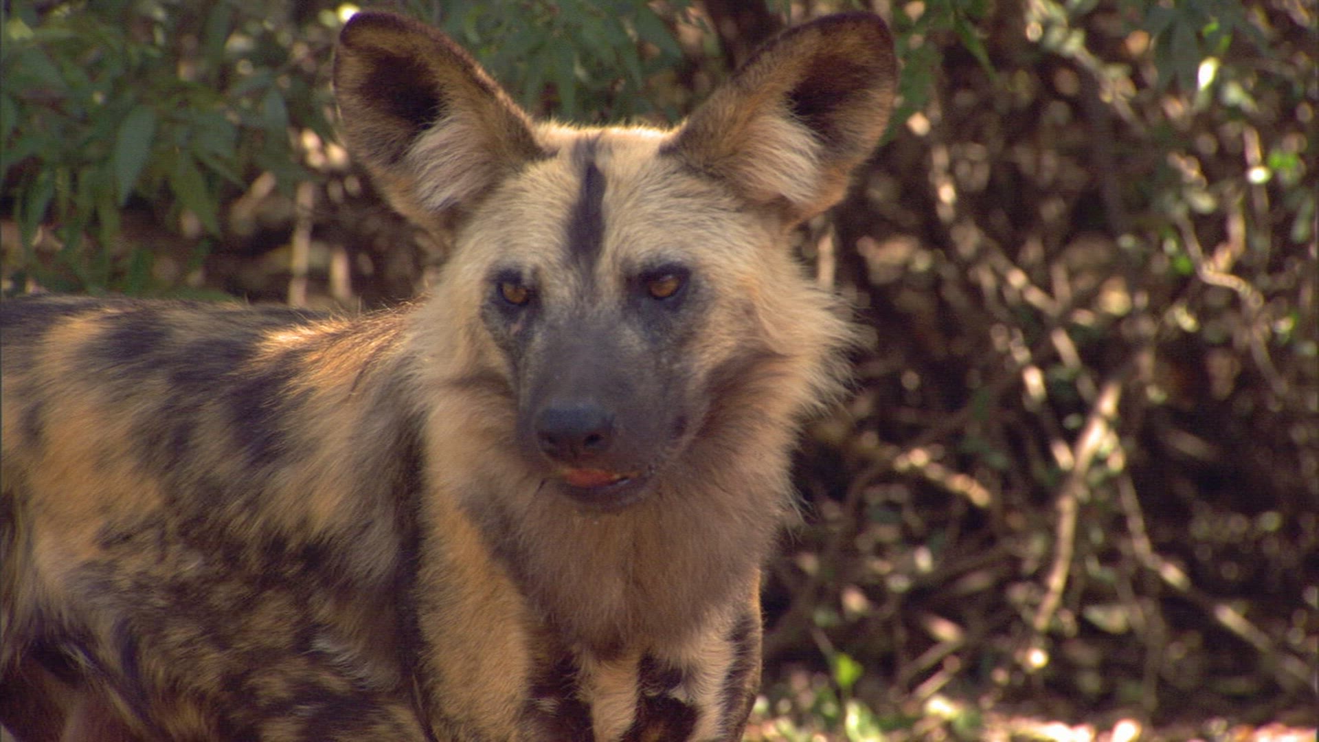 362727147 / African Game Dog / South Africa