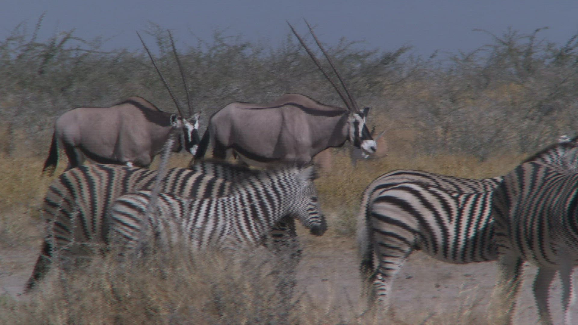 838152579 / Gemsbok / Grassland / Namibia