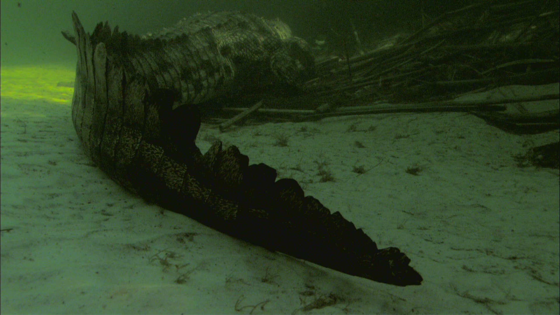 379774948 / Nile Crocodile / Resting / Nile
