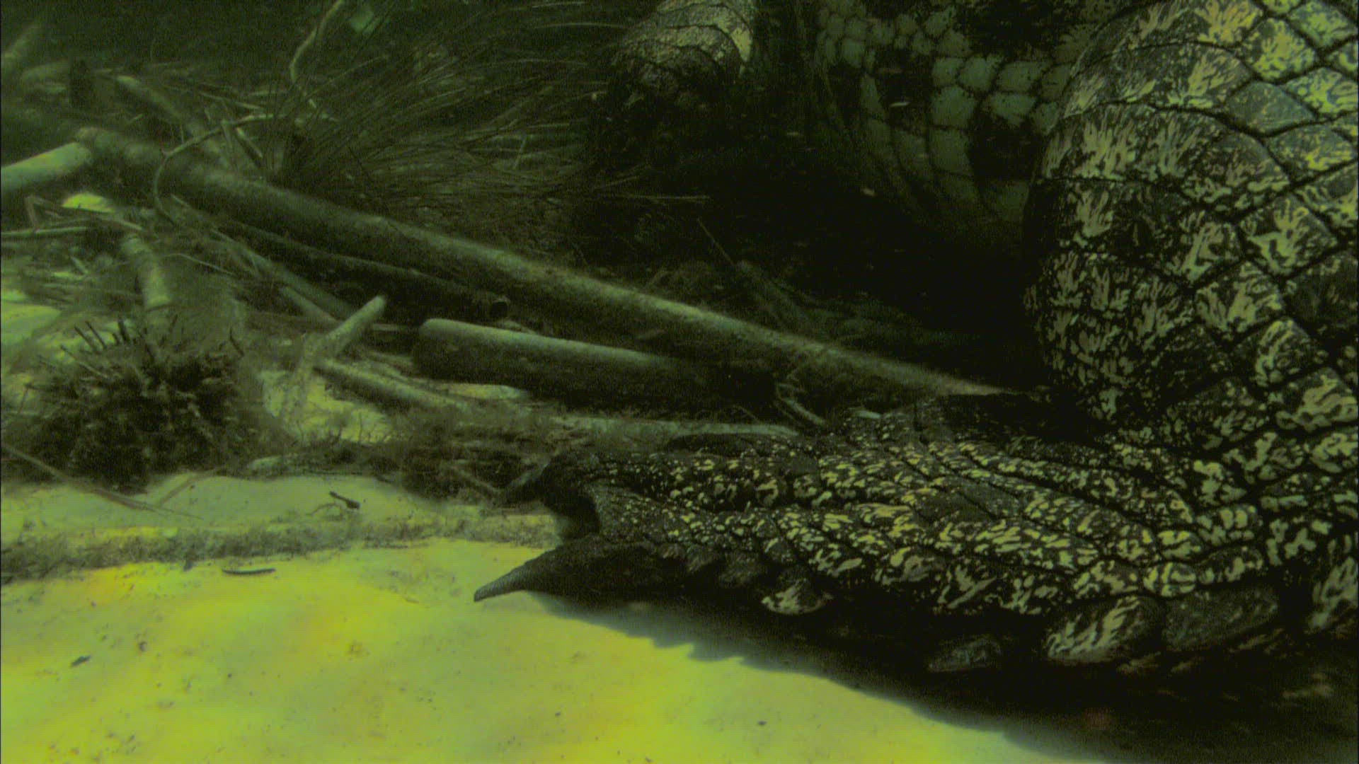 433285406 / Nile Crocodile / Resting / Nile
