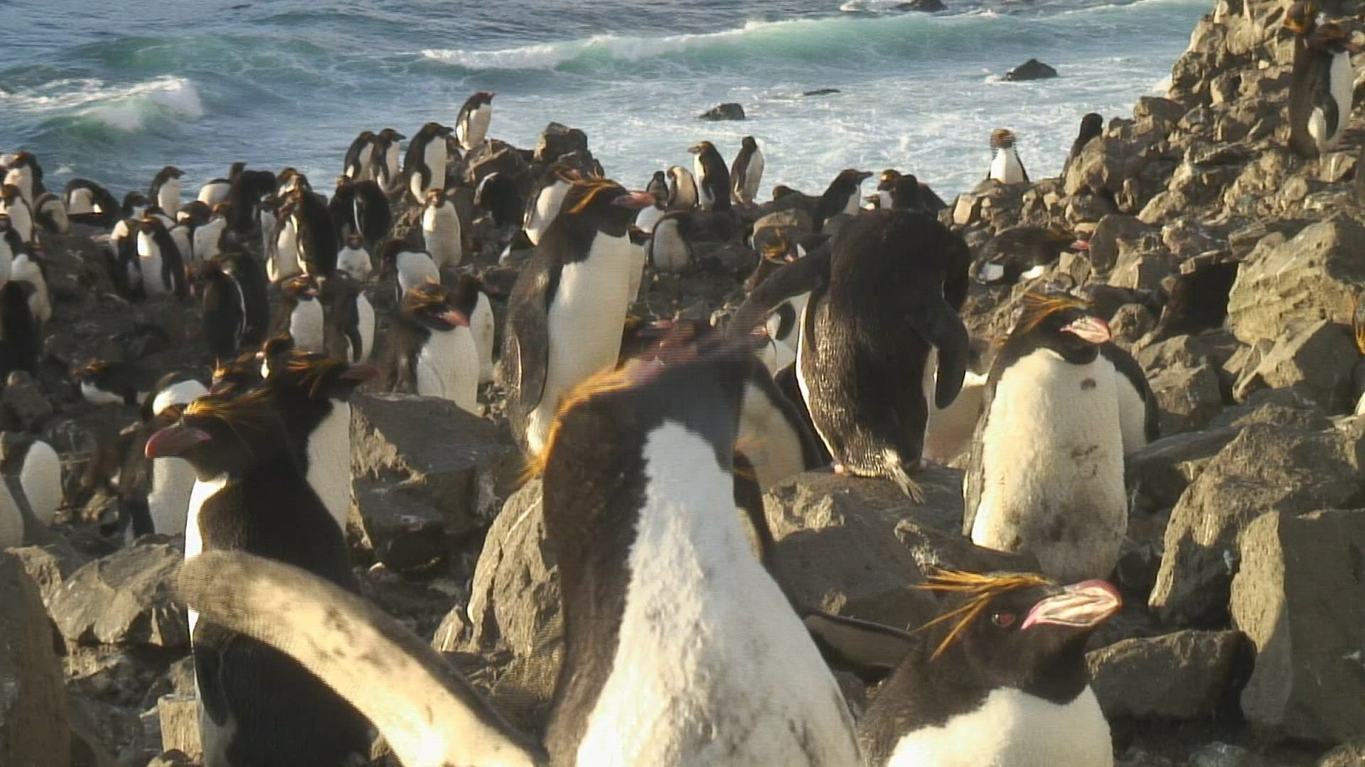 359171838 / Penguin / Rock / Antarctic
