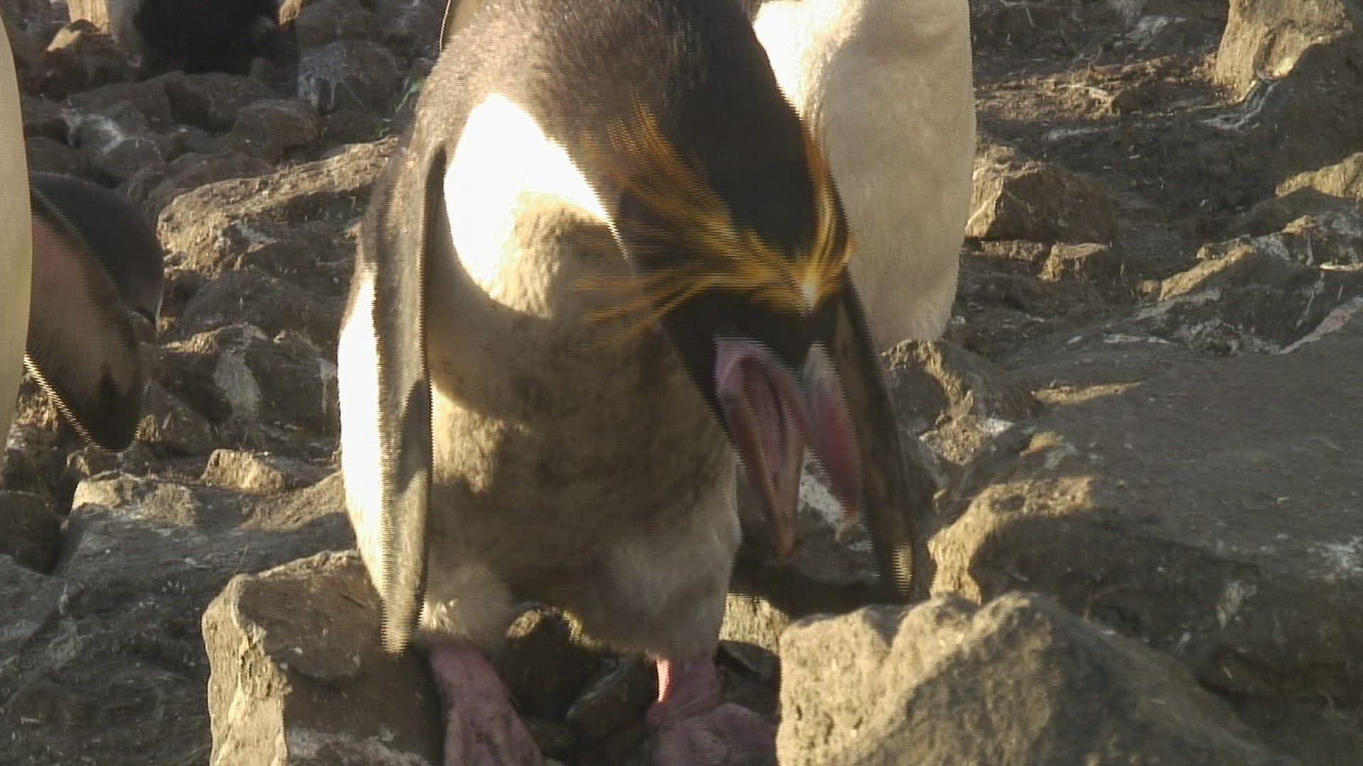196952670 / Penguin / Rock / Antarctic