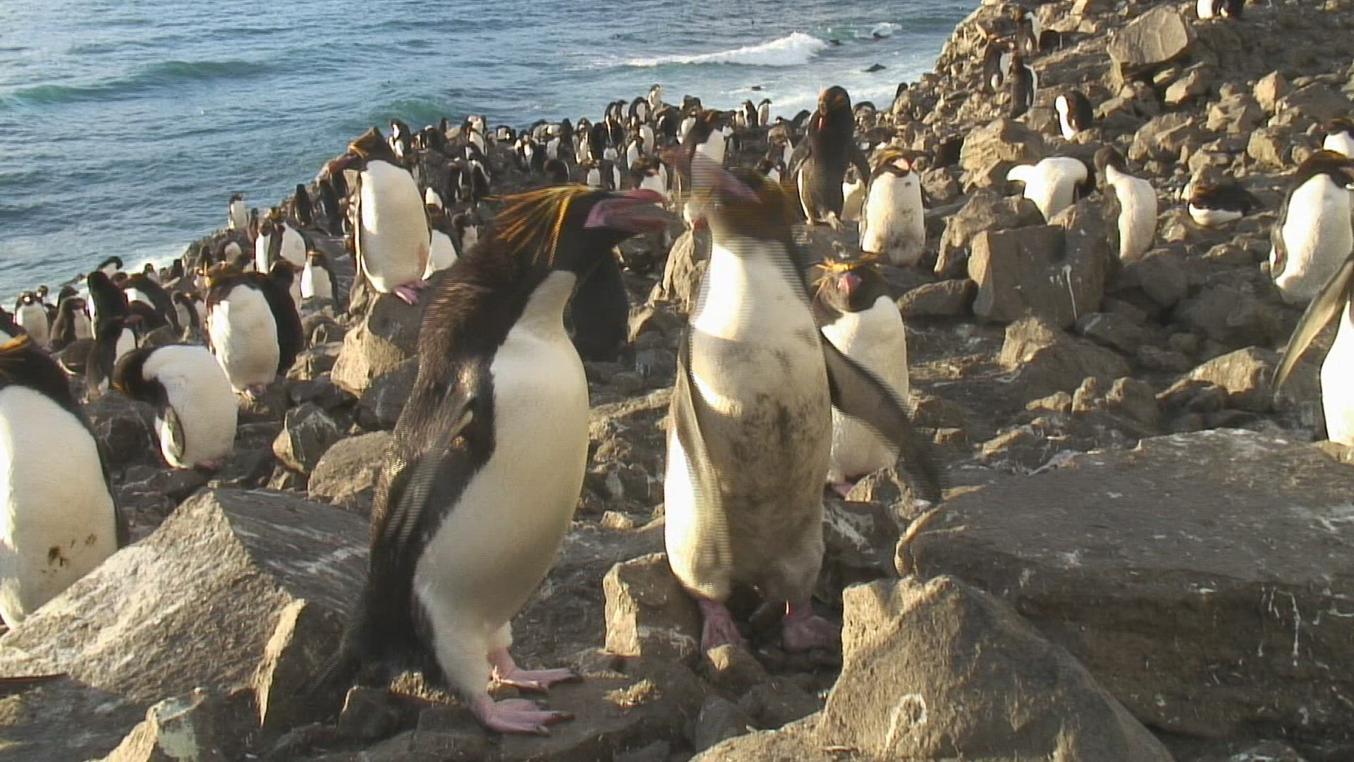 349894060 / Penguin / Rock / Antarctic