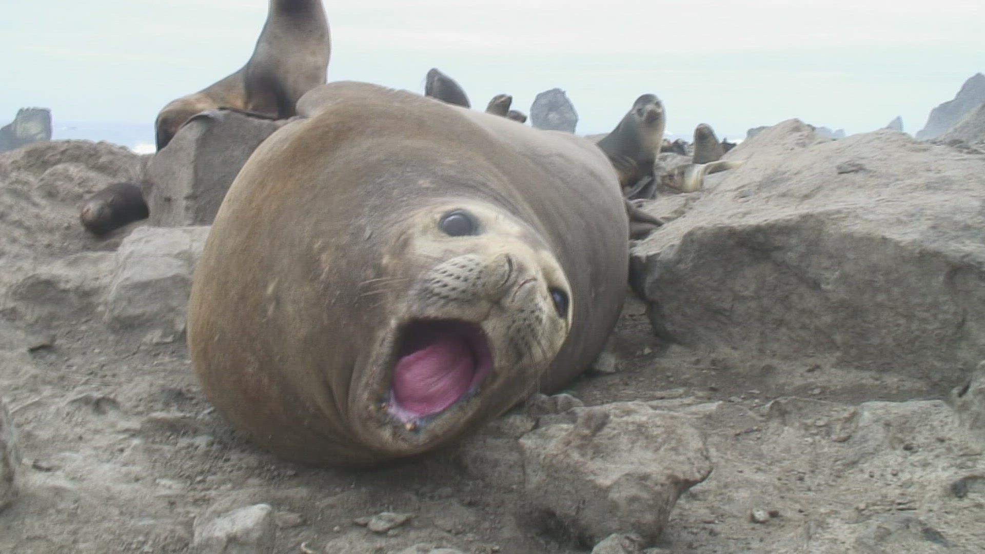 908241446 / Seal / Rock / Antarctic