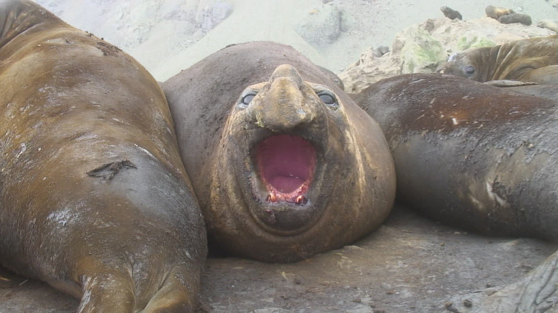 895065915 / Seal / Rock / Antarctic