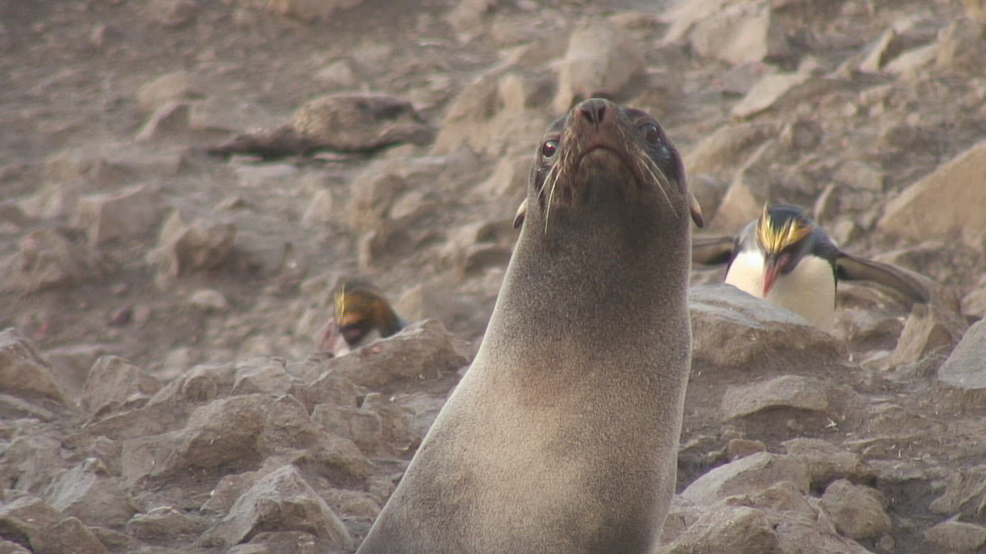 395721008 / Penguin / Rock / Antarctic