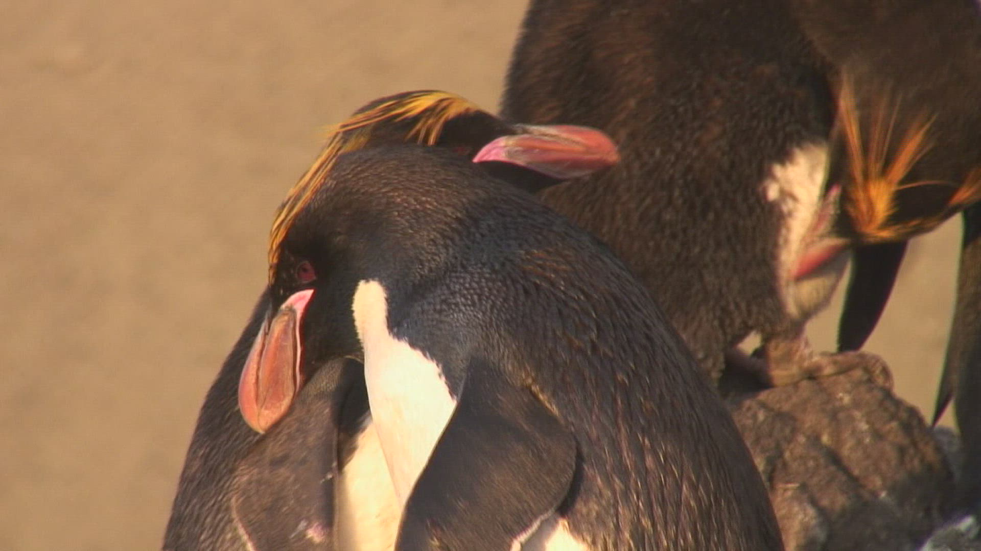 582171768 / Penguin / Rock / Antarctic