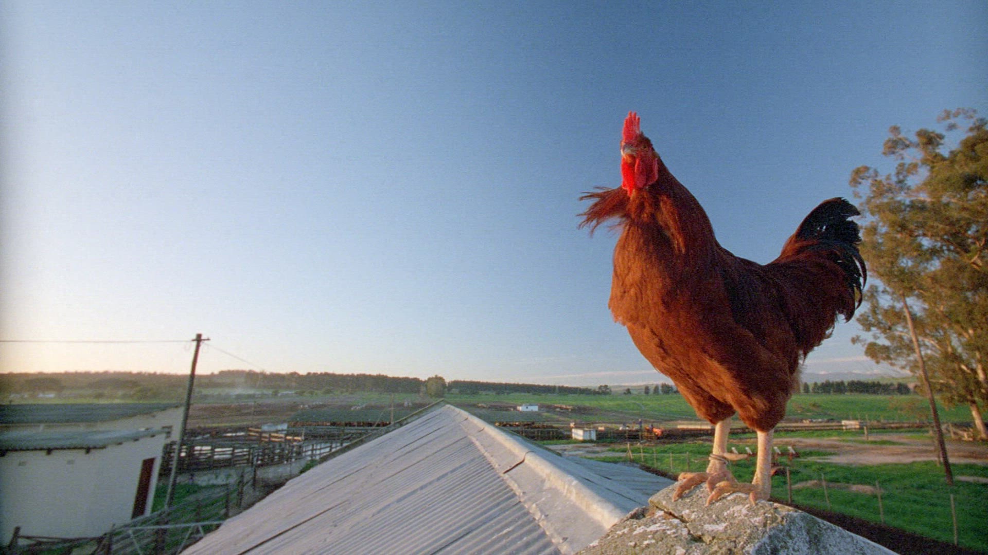 590171281 / Cock / Roof / South Africa