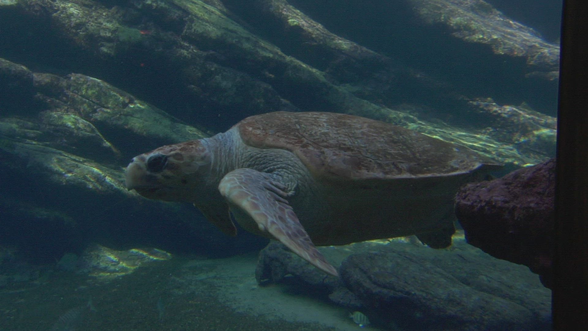 683751796 / Aquarium / Animal / Durban