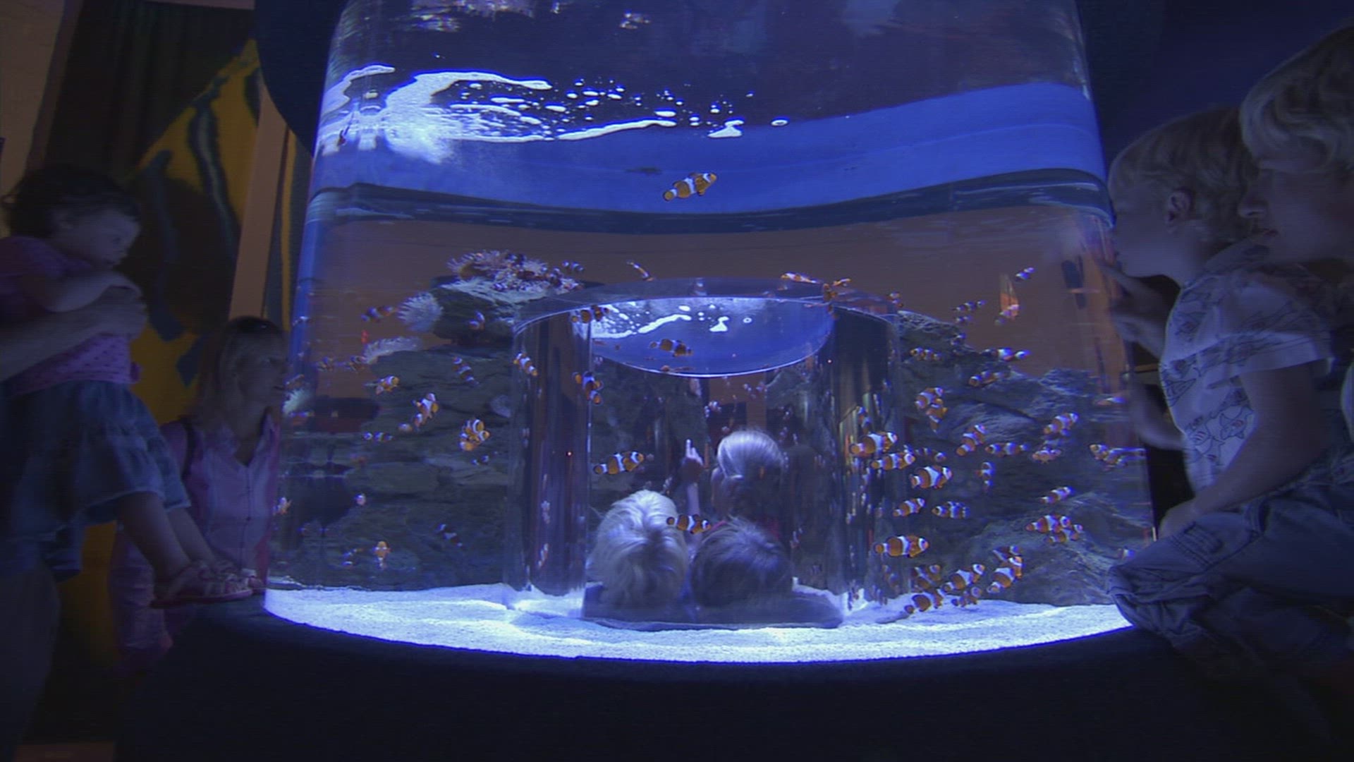 283367268 / Aquarium / Cape Town / South Africa