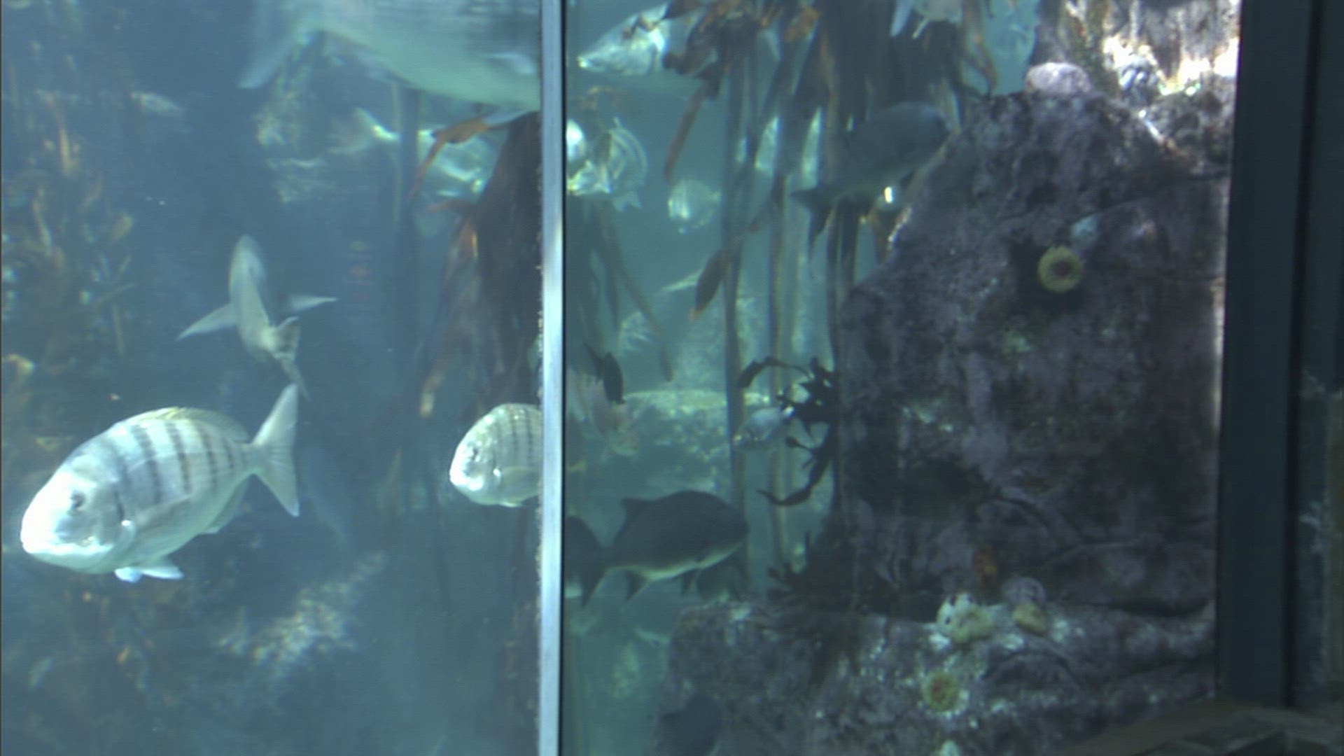 706643494 / Aquarium / Cape Town / South Africa