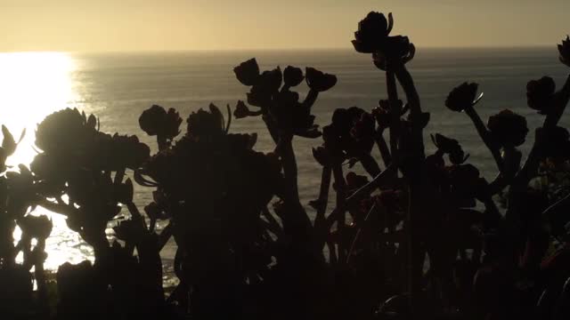 Succulents Silhouetted against Pacific Coast Sunset