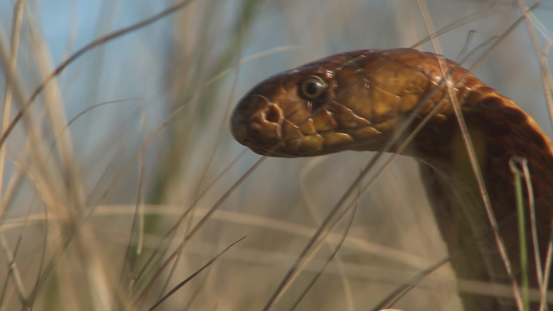622039134 / Cape Cobra / Day / Northern Cape / South Africa