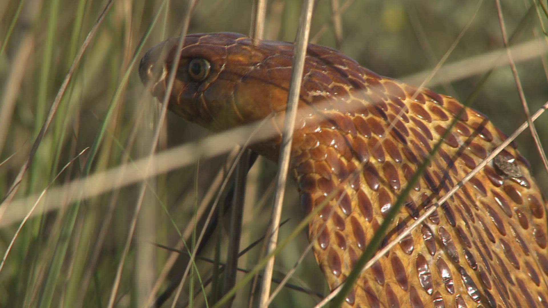 775947790 / Cape Cobra / Day / Northern Cape / South Africa