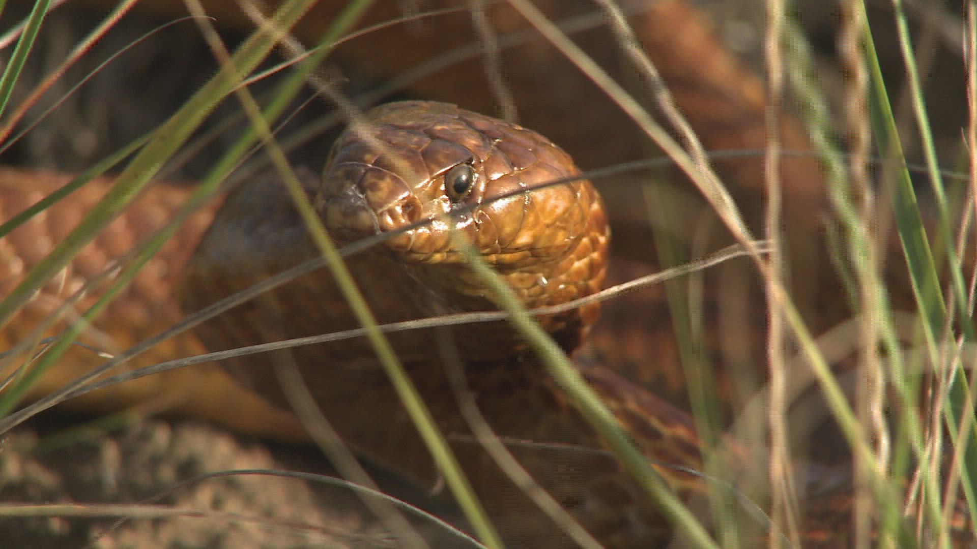 540110201 / Cape Cobra / Day / Northern Cape / South Africa
