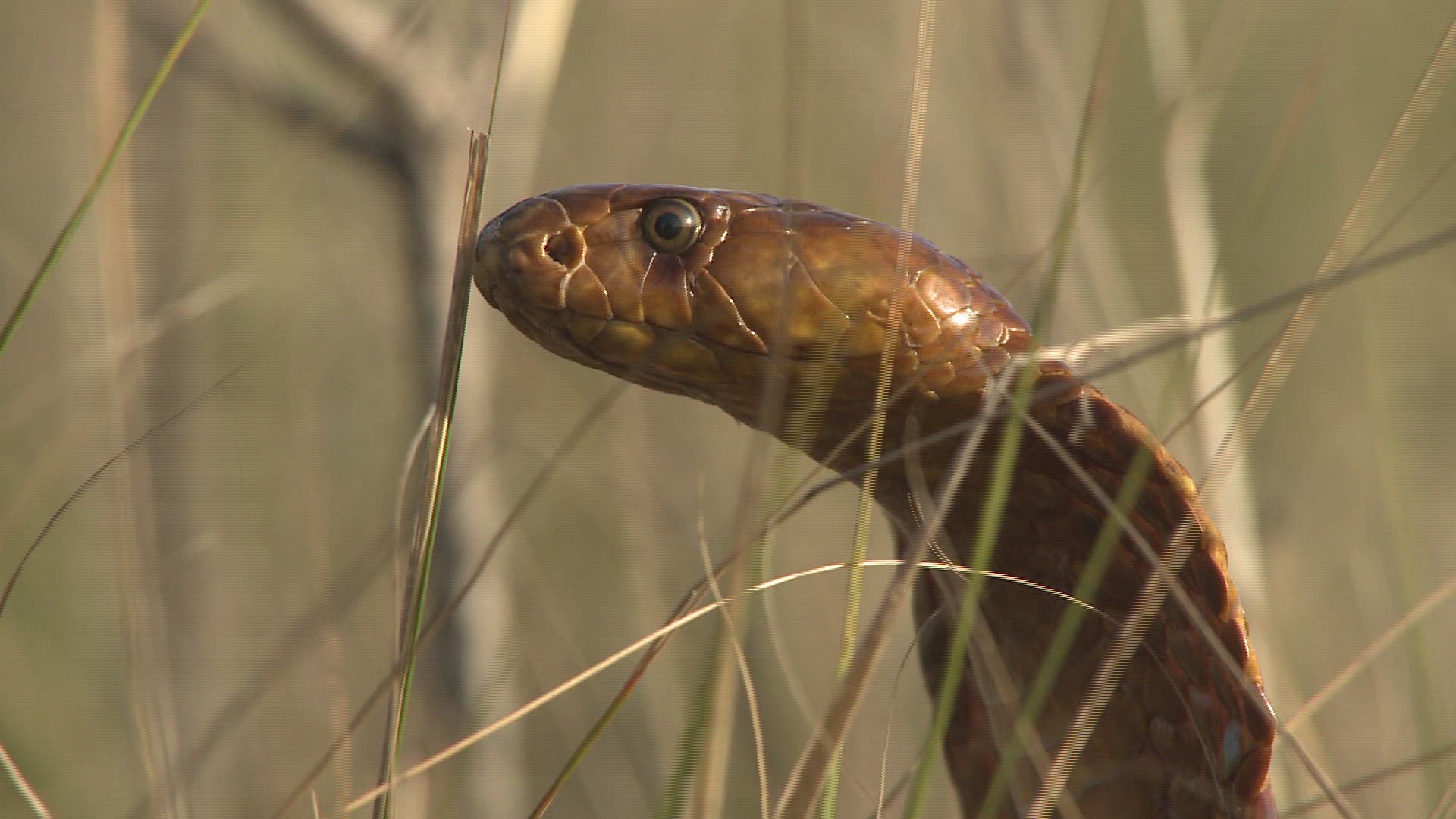 442208127 / Cape Cobra / Day / Northern Cape / South Africa