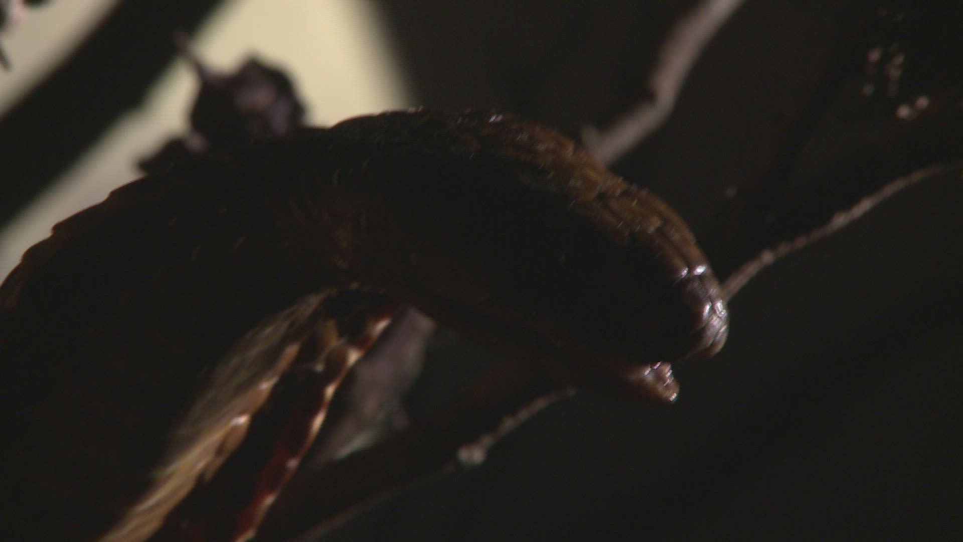 642125962 / Cape Cobra / Night / Northern Cape / South Africa