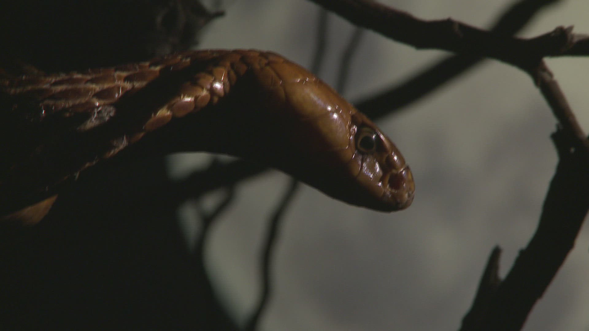 906978818 / Cape Cobra / Night / Northern Cape / South Africa