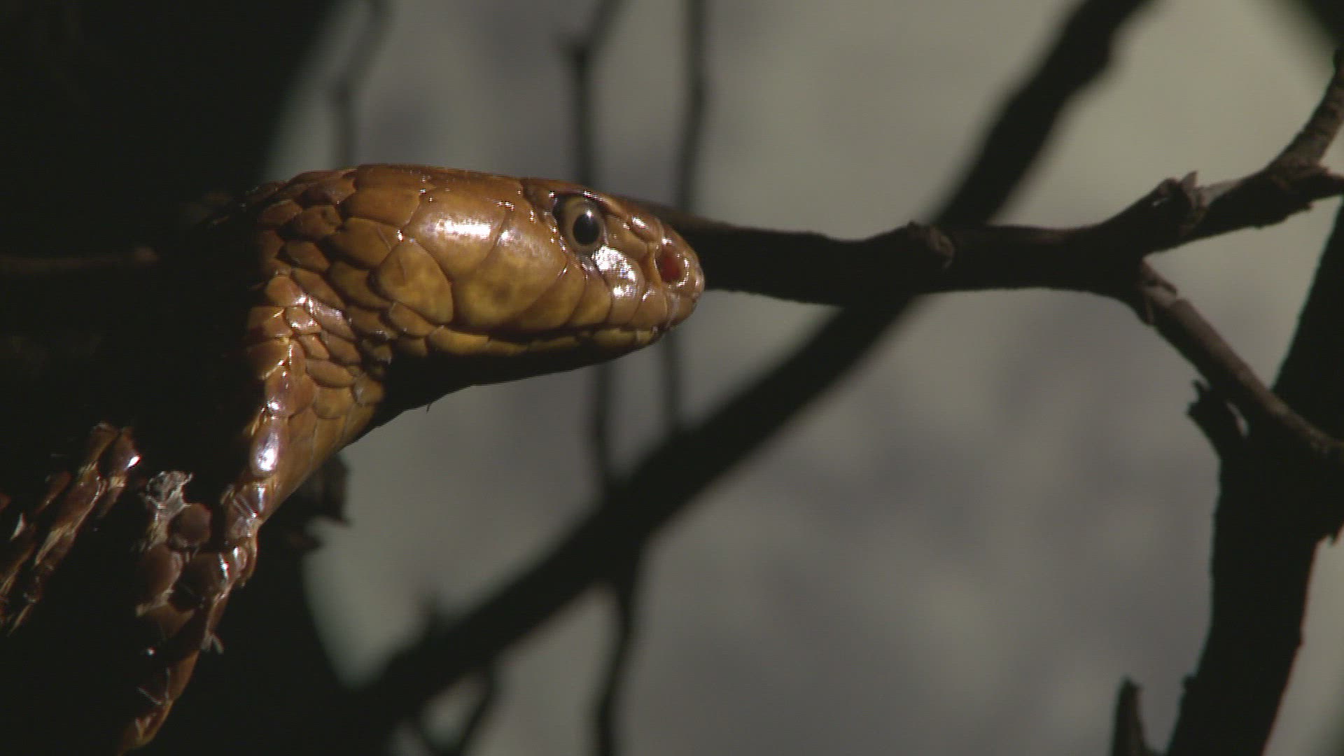 382348050 / Cape Cobra / Night / Northern Cape / South Africa