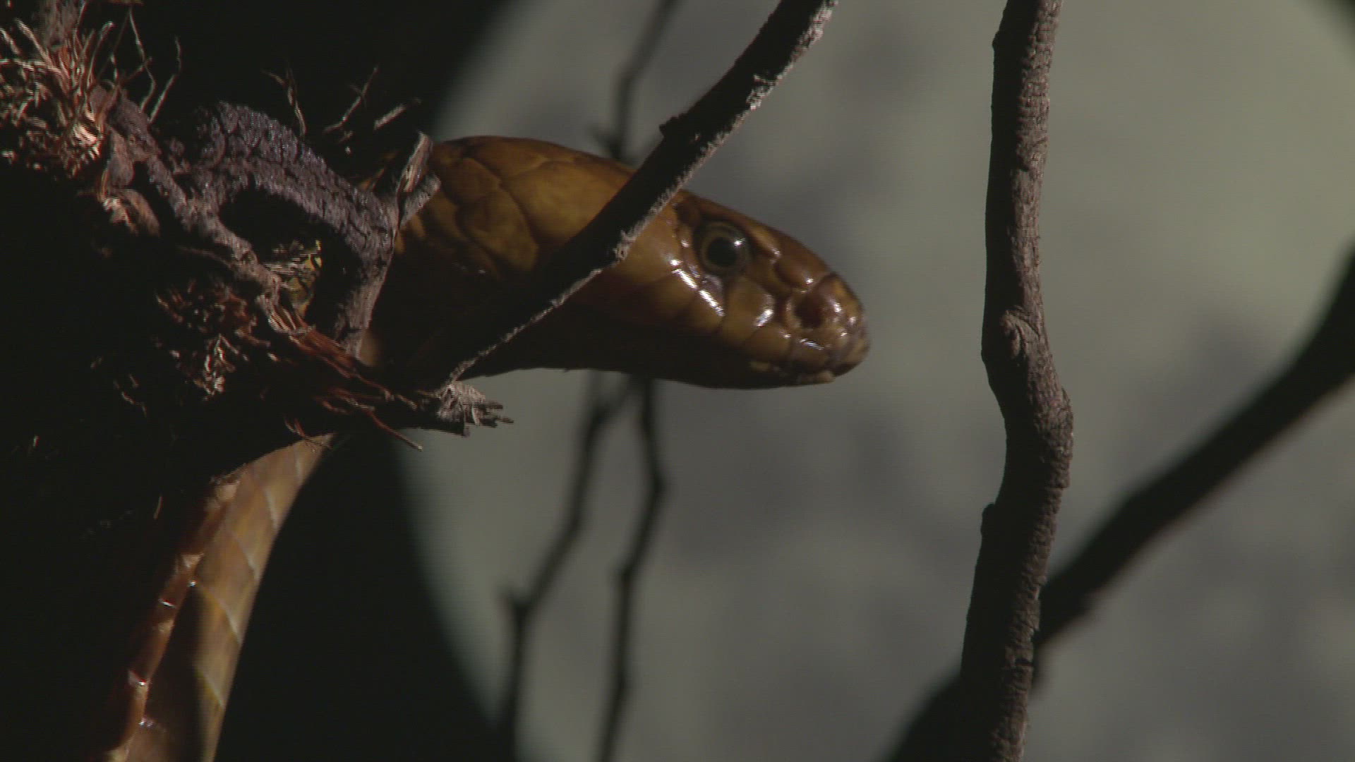966265227 / Cape Cobra / Night / Northern Cape / South Africa