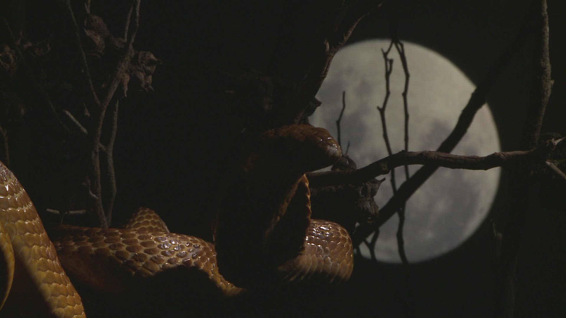 413711259 / Cape Cobra / Night / Northern Cape / South Africa