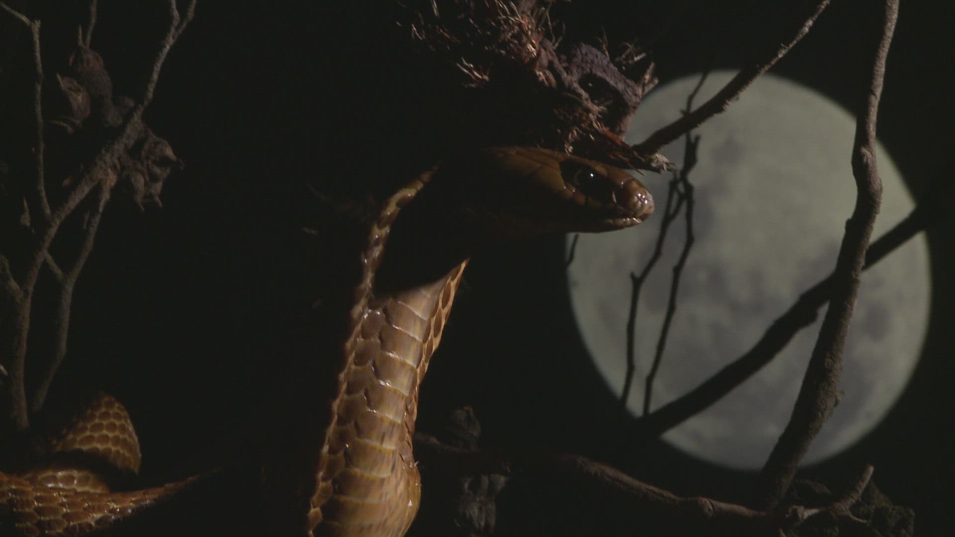 844598178 / Cape Cobra / Night / Northern Cape / South Africa