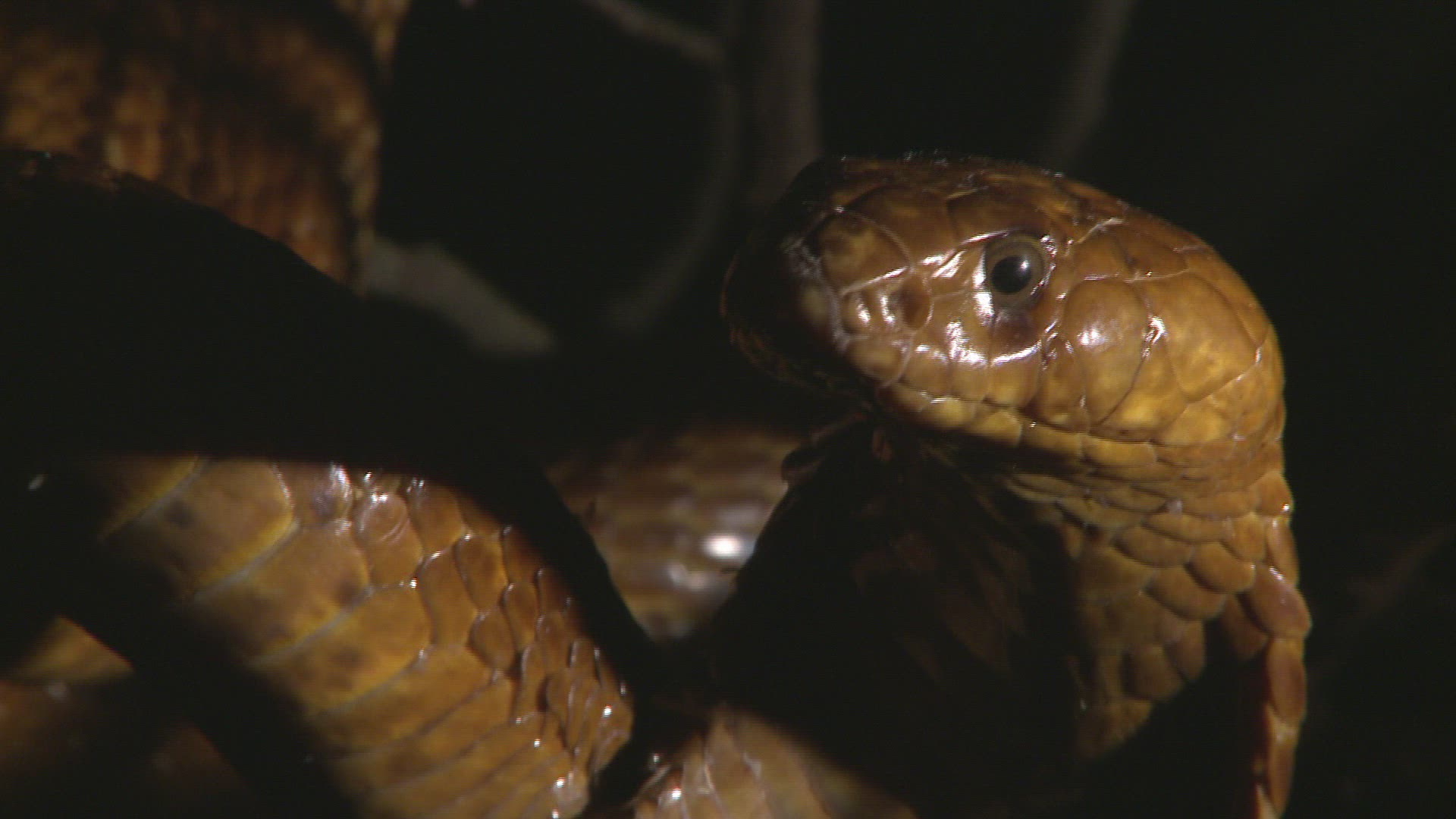 544764876 / Cape Cobra / Night / Northern Cape / South Africa