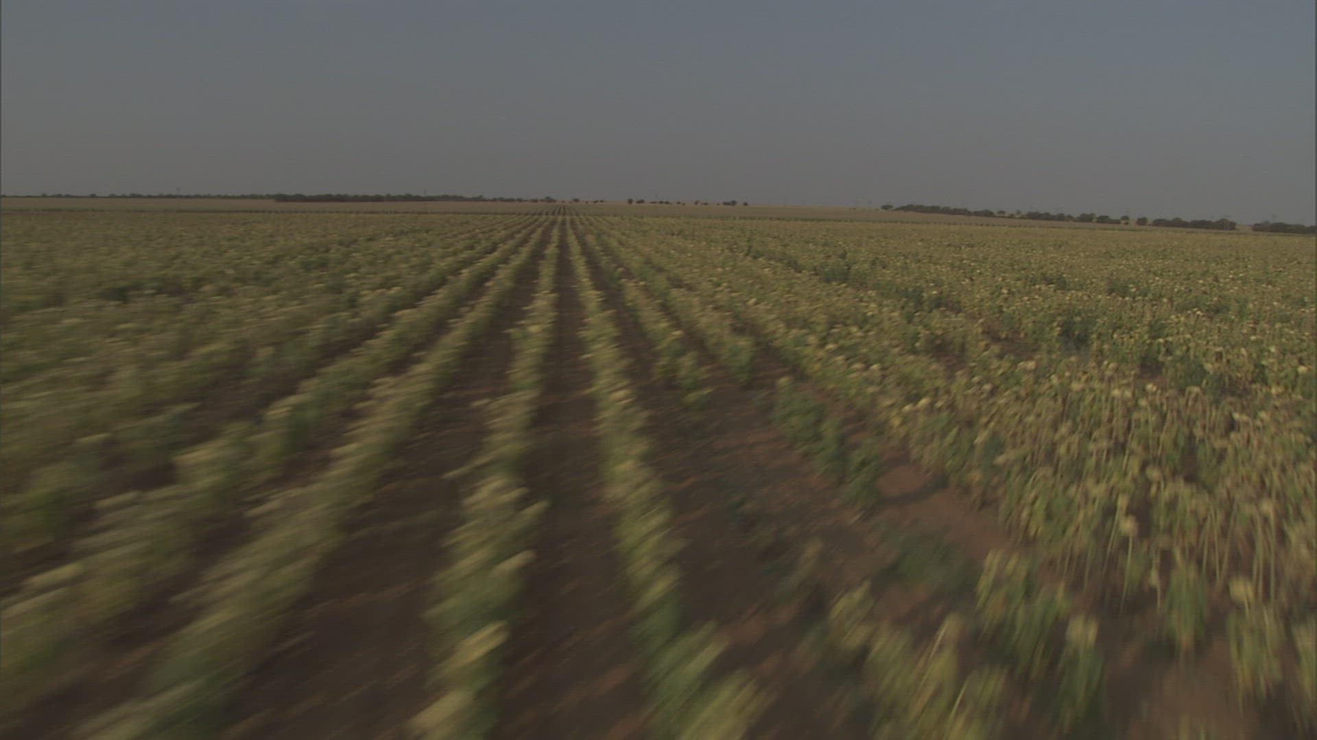 999435642 / Field / Northern Cape / South Africa