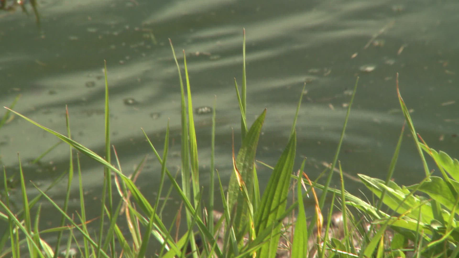 522702801 / Nile Crocodile / Africa