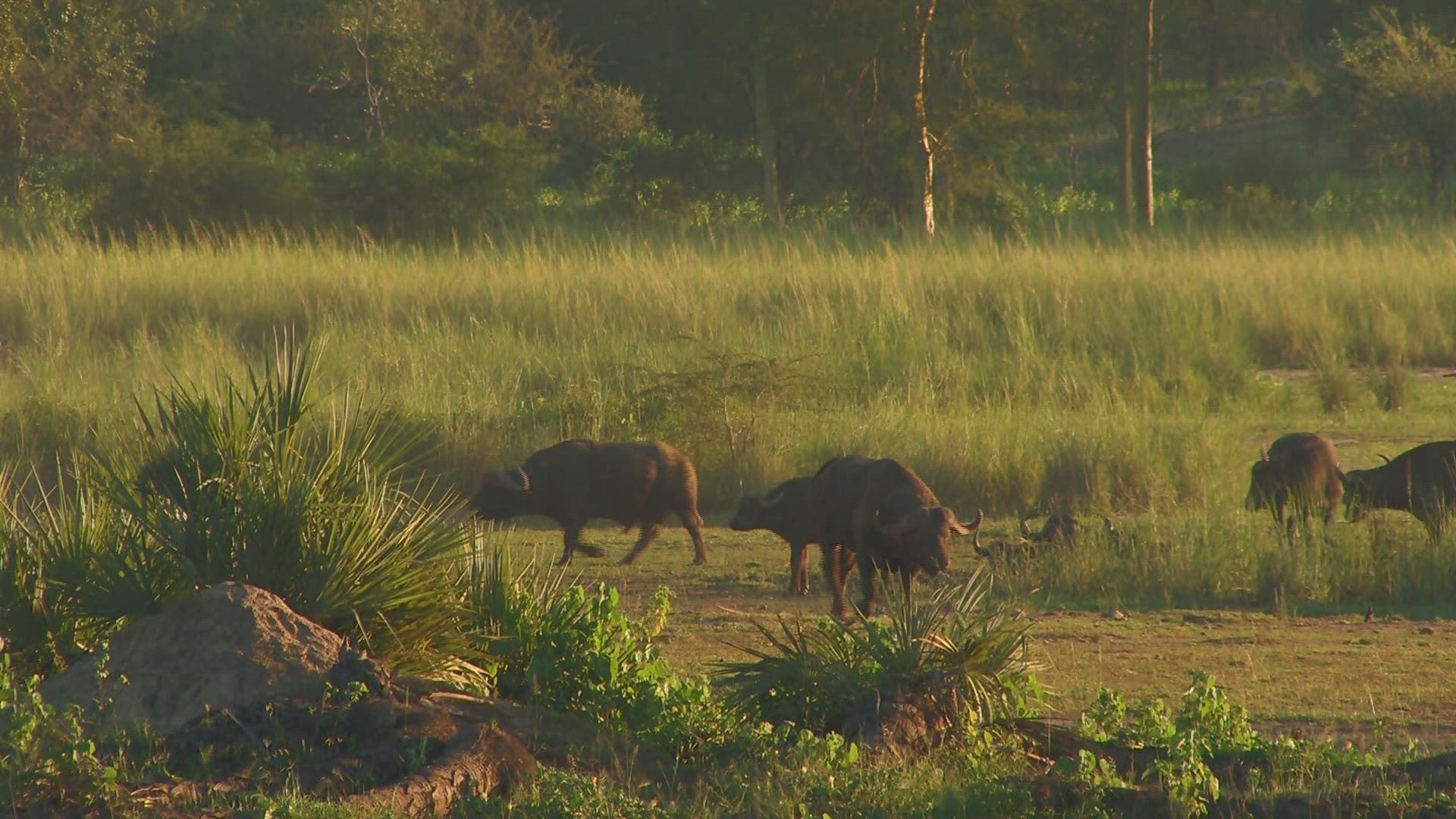 255839261 / African Buffalo / Buffalo Herd / Africa