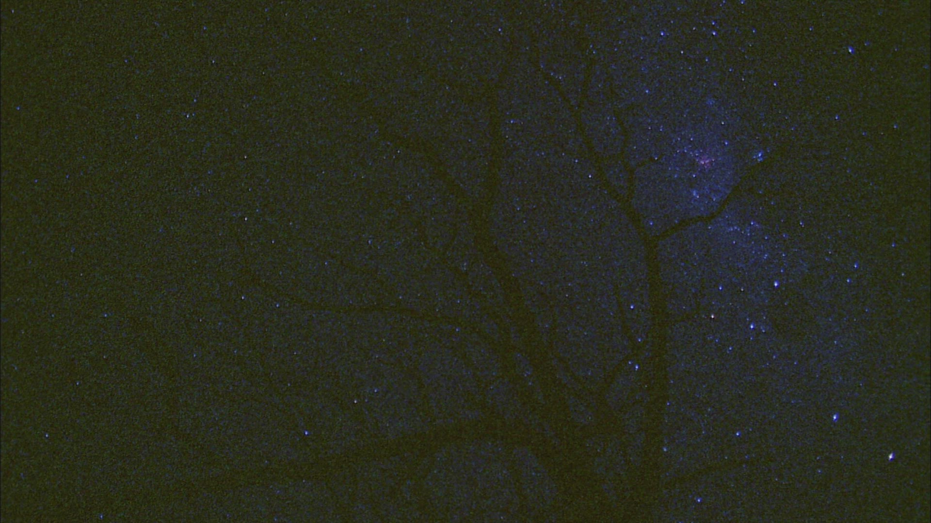 420996487 / Silhouette / Bare Tree / Africa