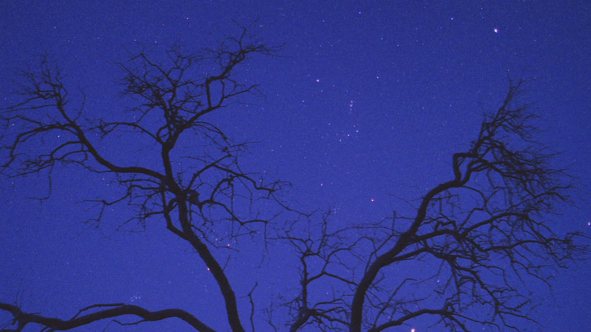 792809954 / Silhouette / Bare Tree / Africa