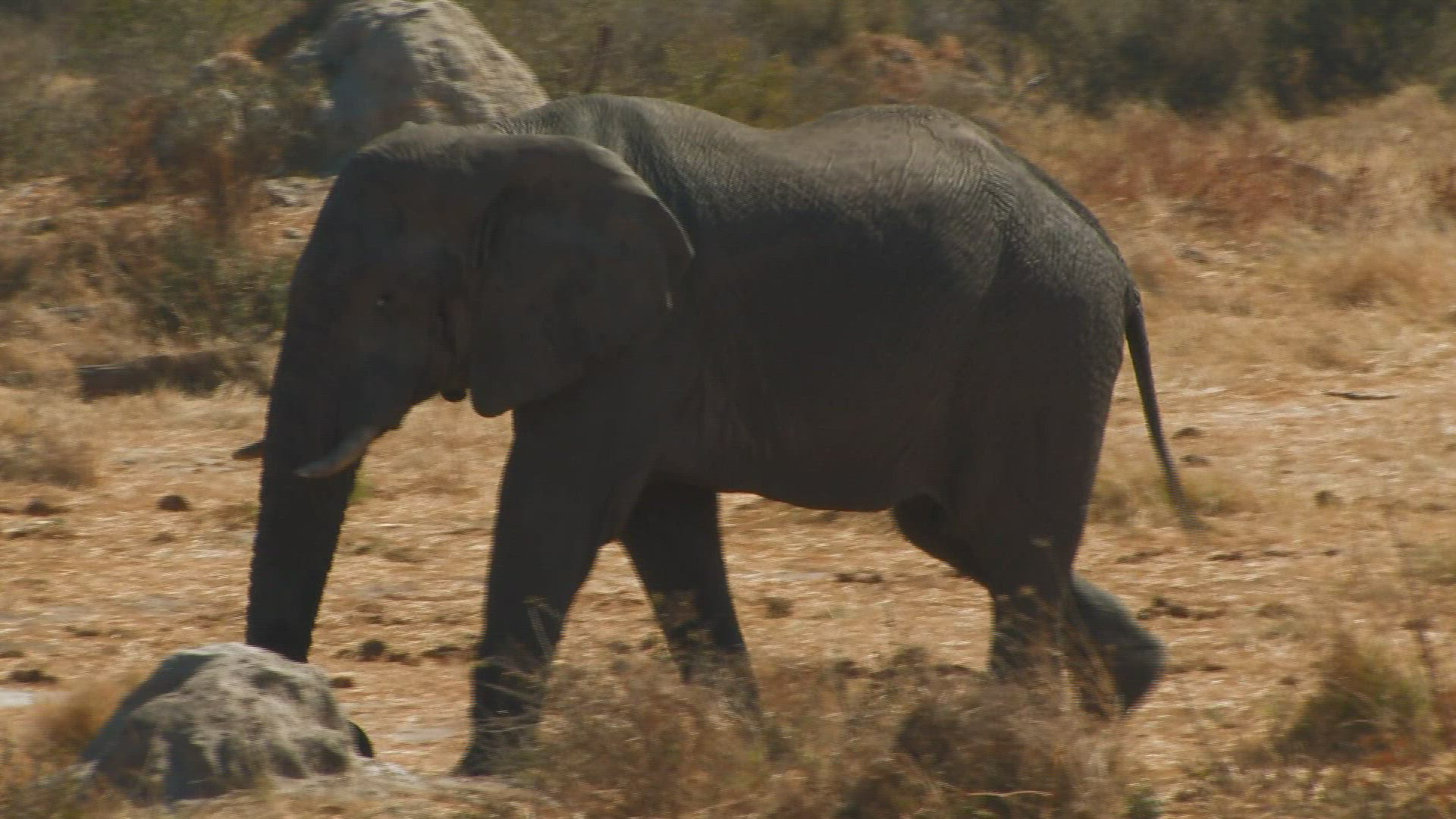 481462718 / African Elephant / Foot / Africa