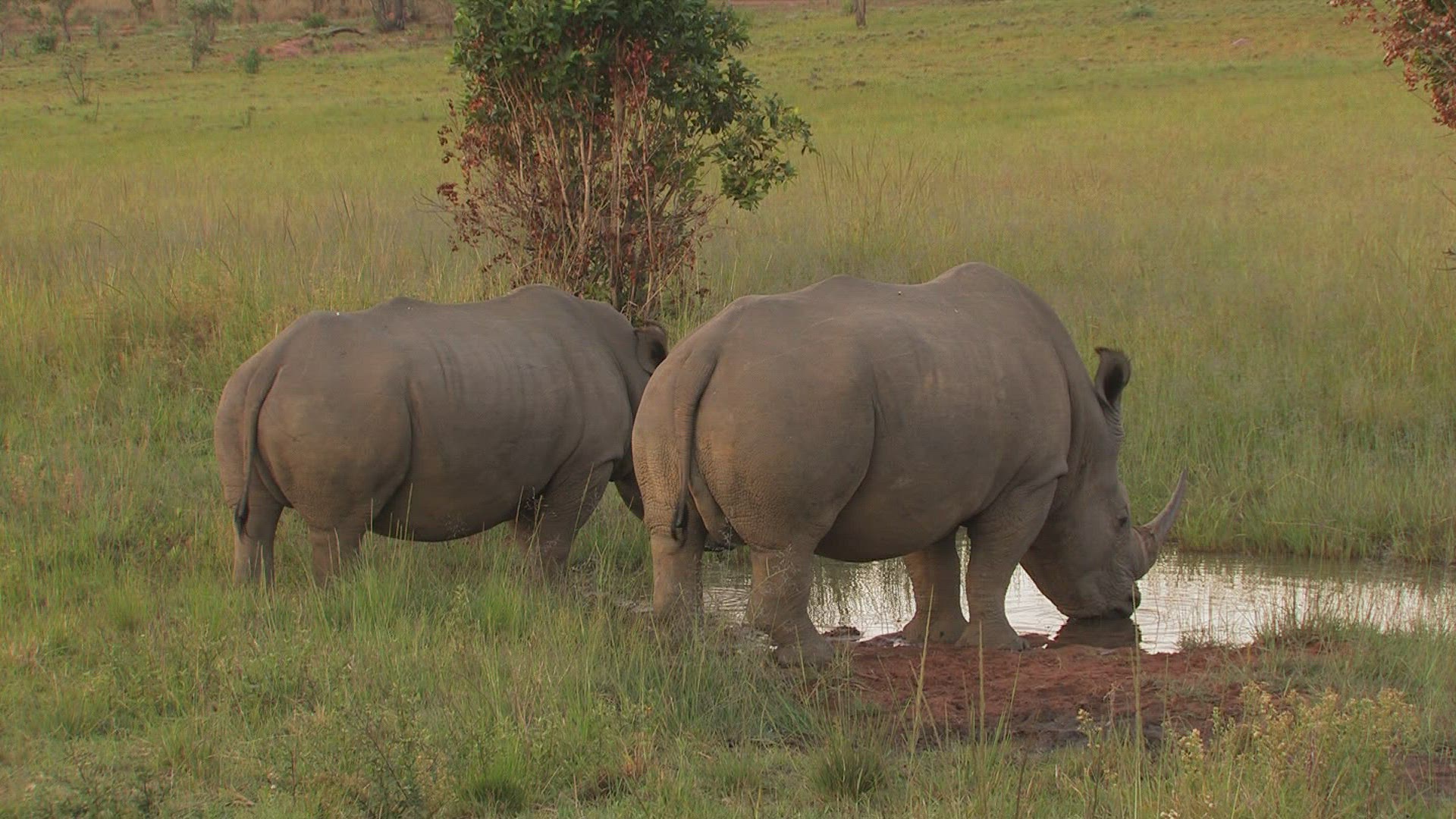 425062118 / Rhinoceros / Water Place / Africa
