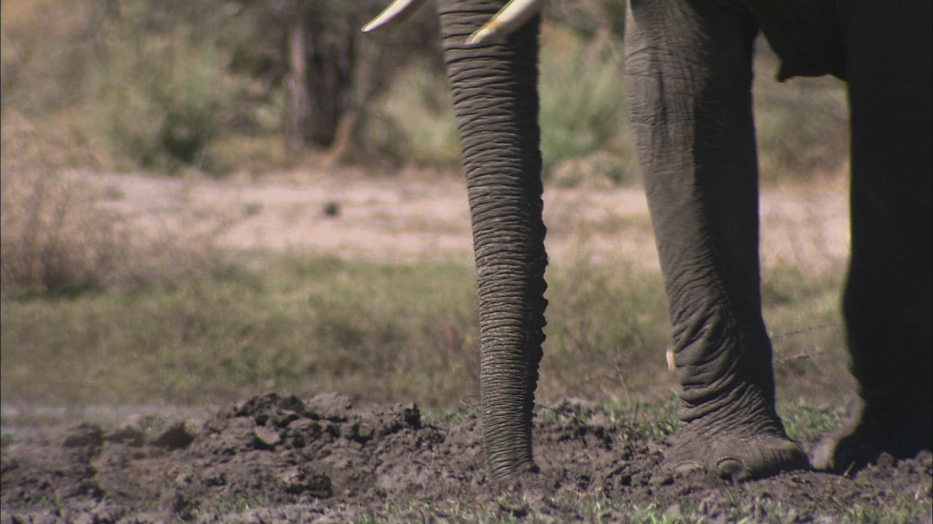 563762015 / Foot / African Elephant / Botswana