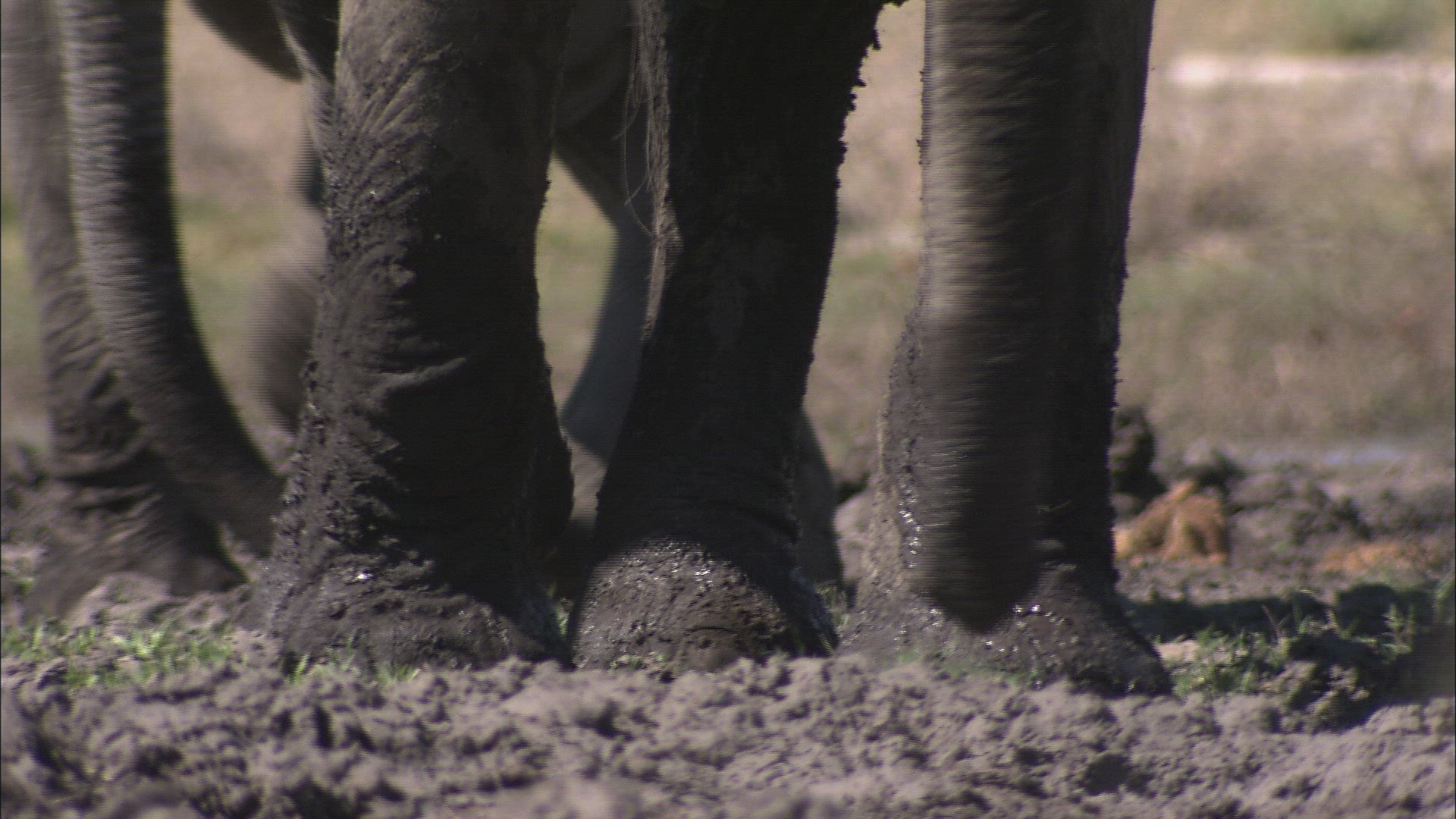 737764491 / Foot / African Elephant / Botswana