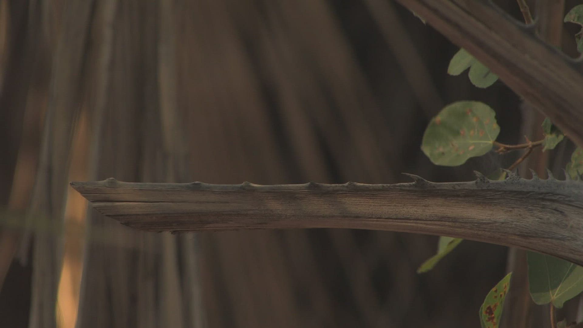 976976210 / Squirrel / Curiosity / Africa