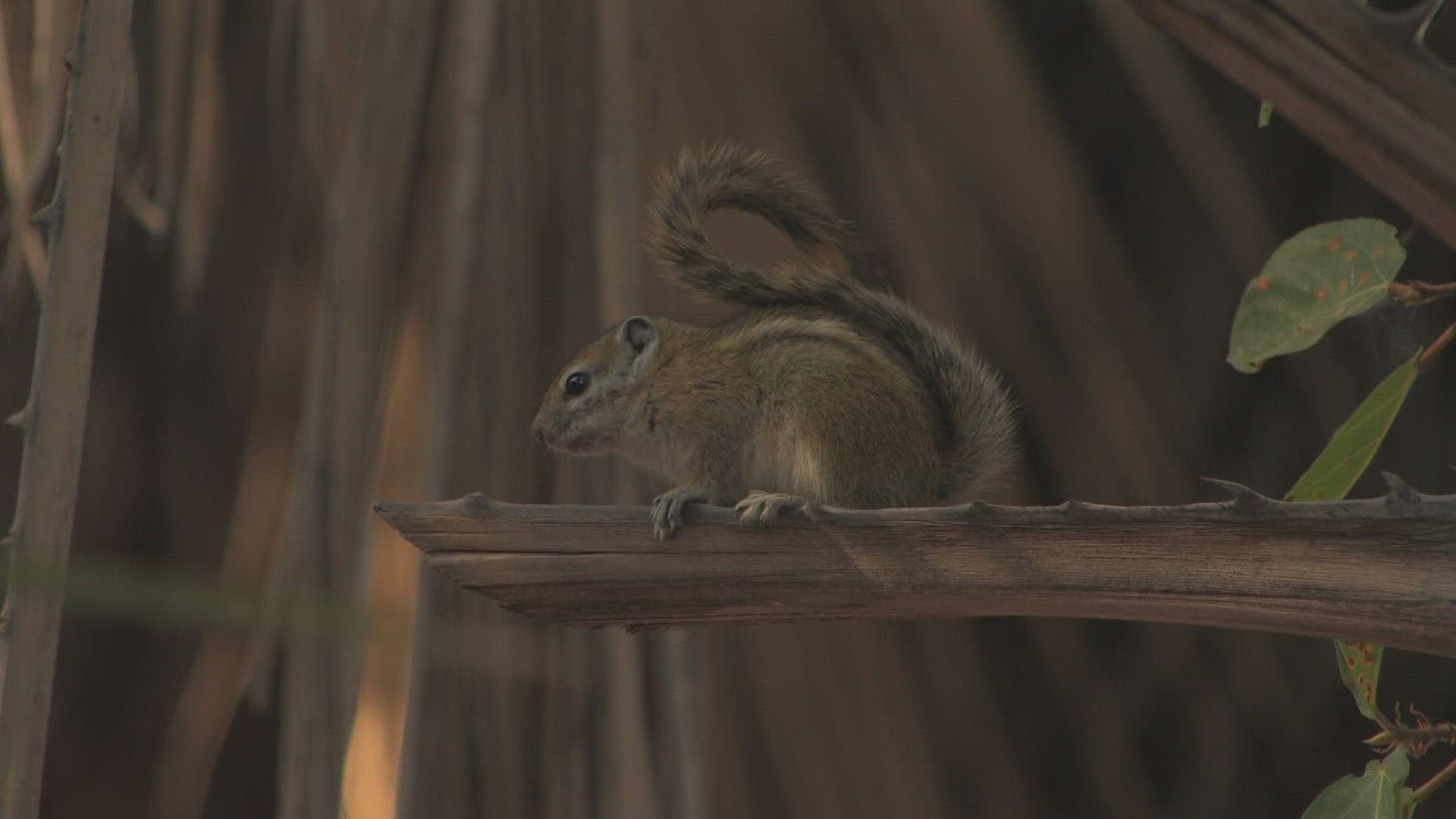 627486782 / Squirrel / Curiosity / Africa