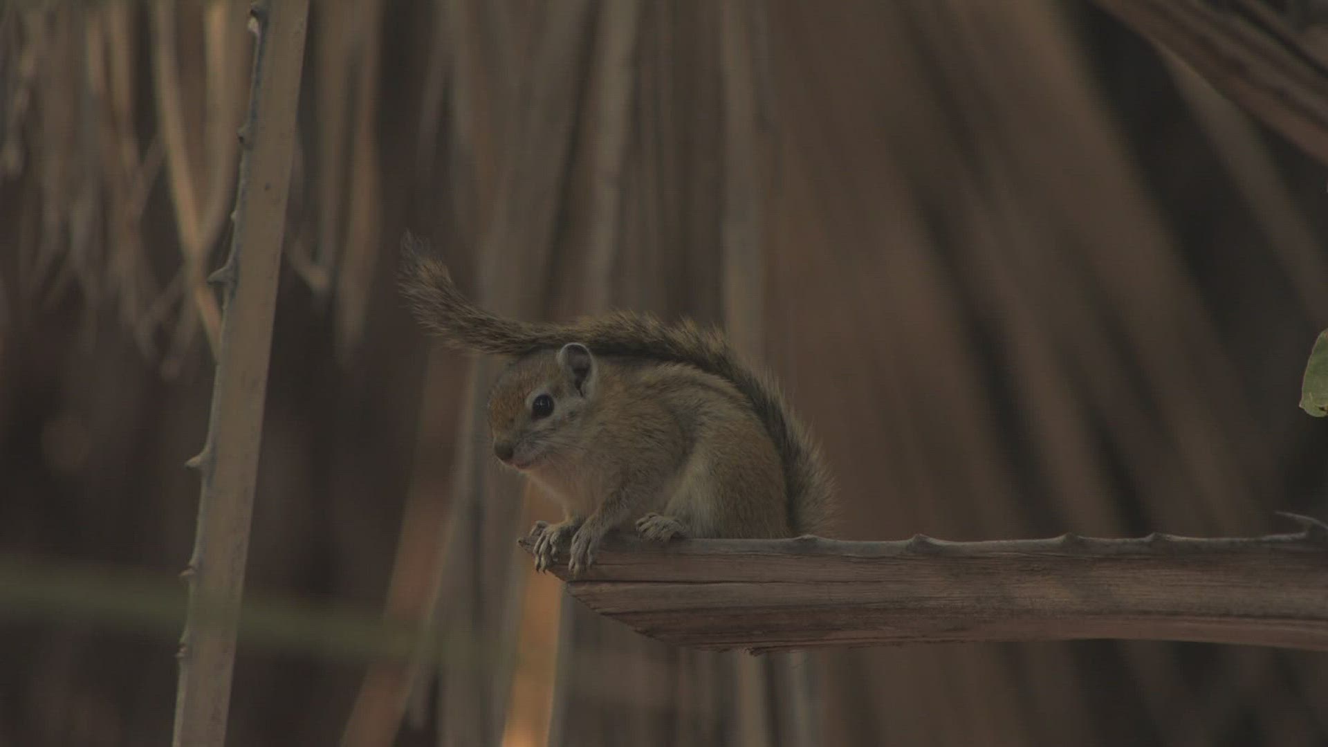 506843275 / Squirrel / Curiosity / Africa