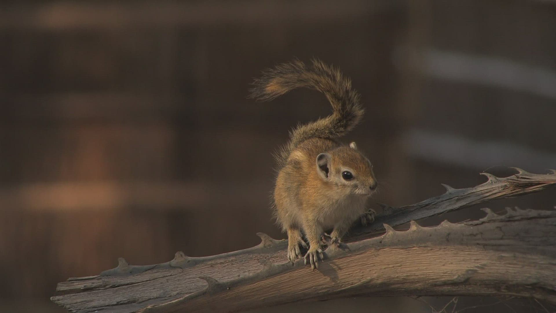 295397152 / Squirrel / Curiosity / Africa