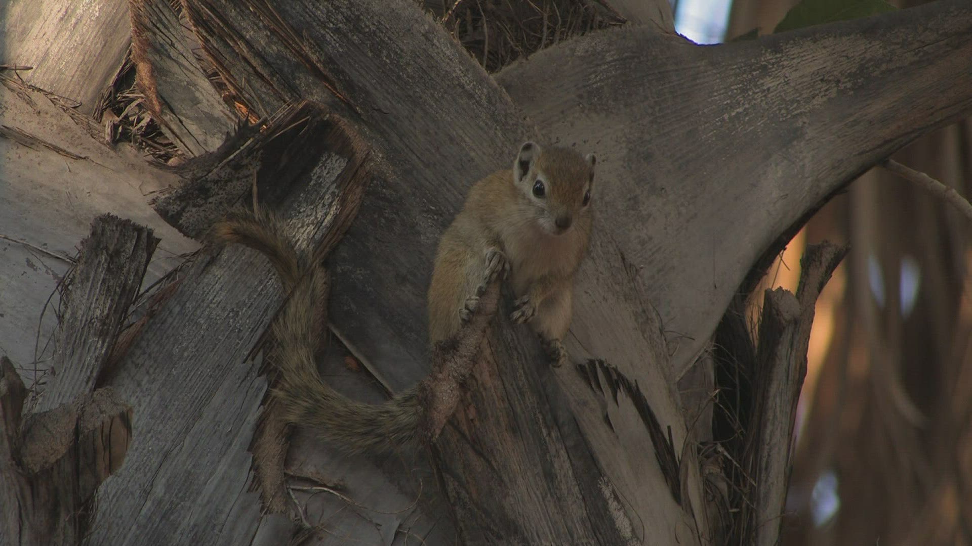 540644669 / Squirrel / Curiosity / Africa