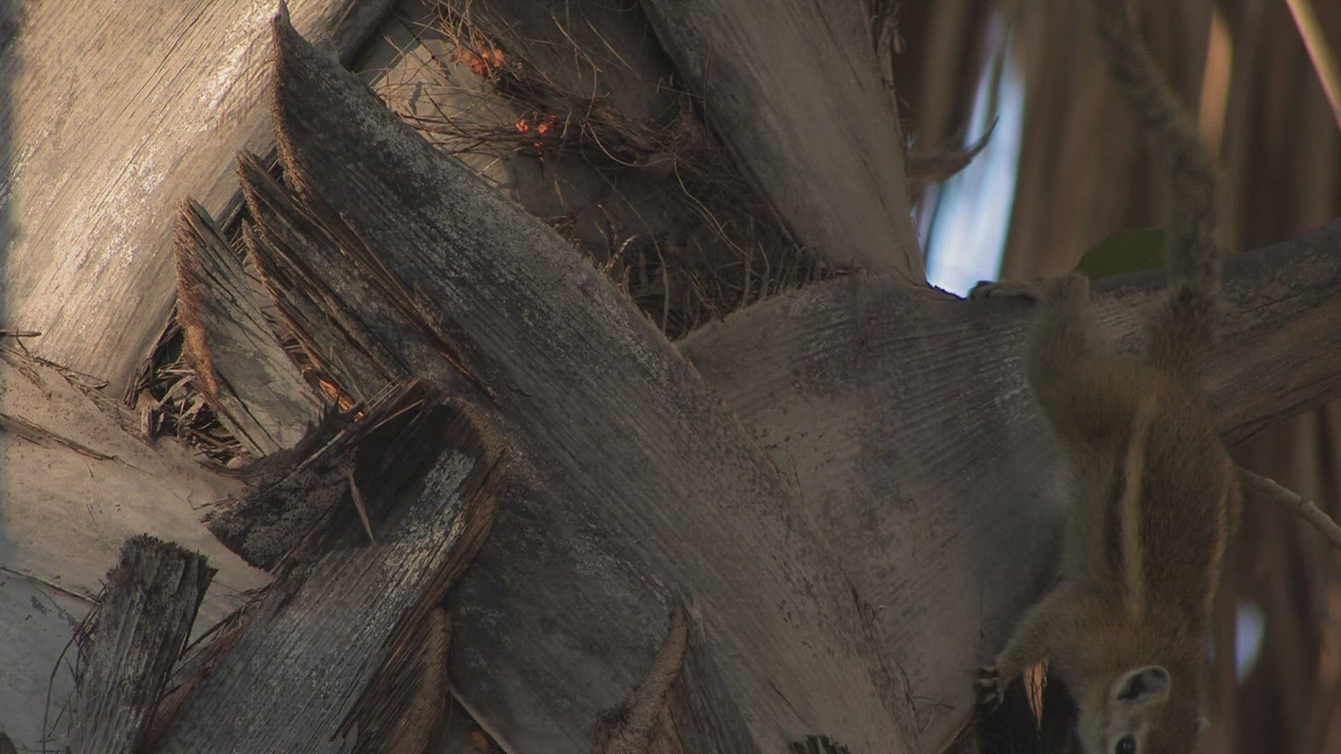 322799344 / Squirrel / Curiosity / Africa