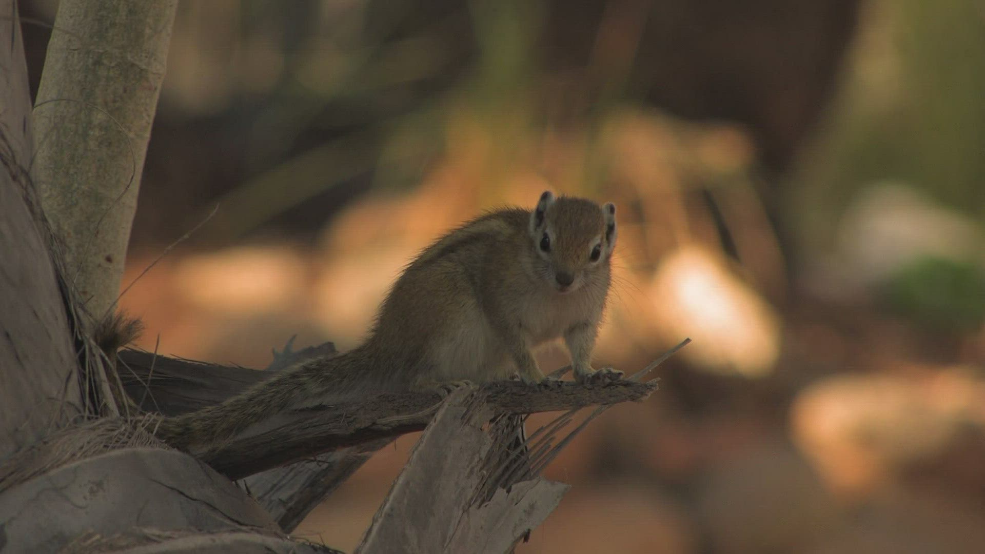 369601434 / Squirrel / Curiosity / Africa
