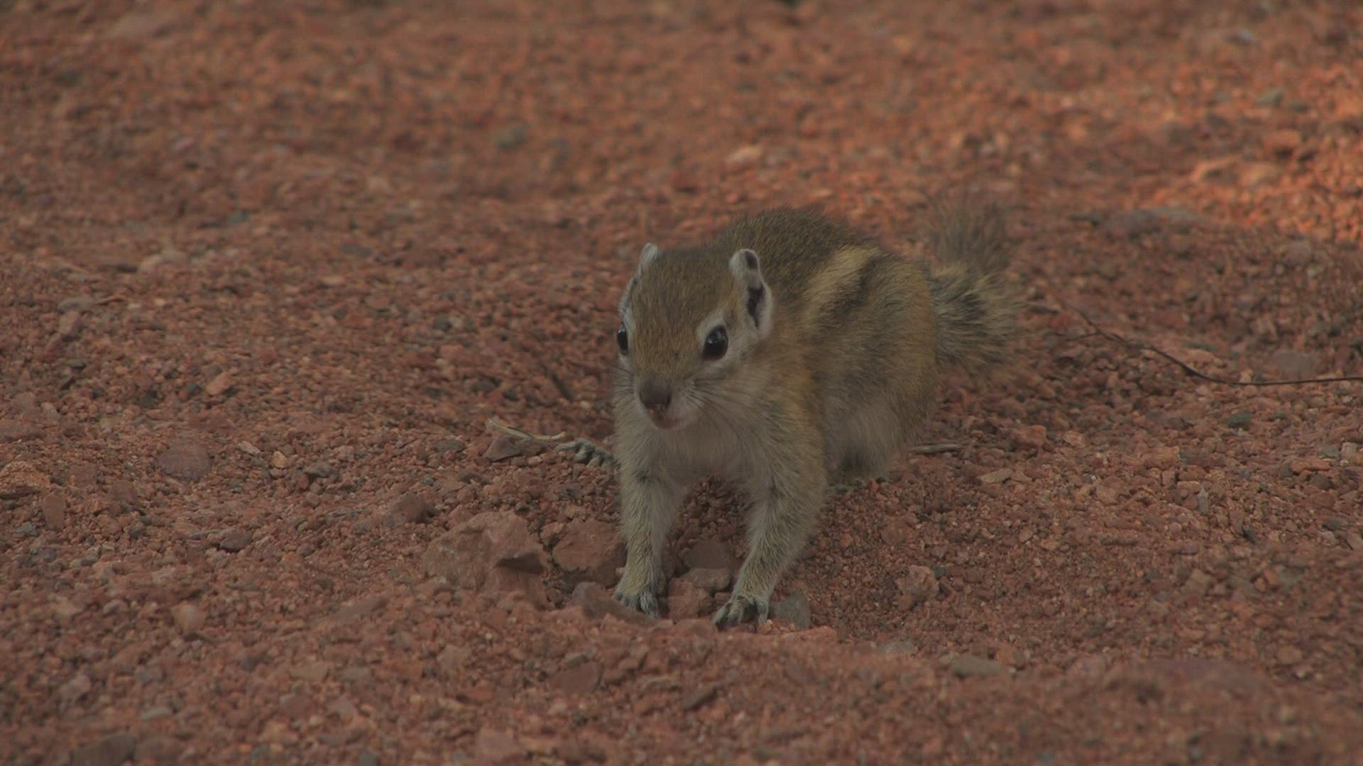810990245 / Squirrel / Curiosity / Africa