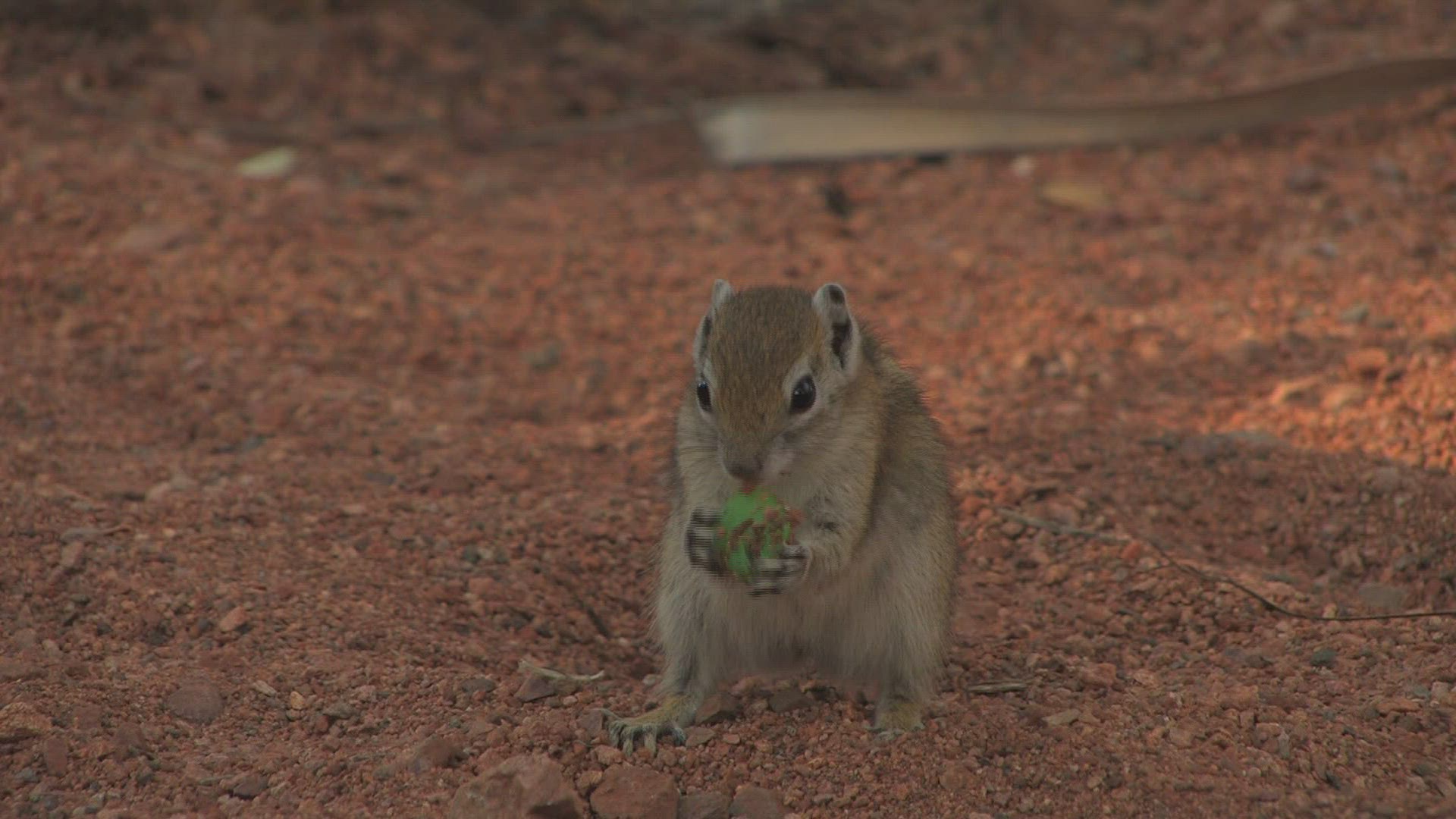 635732167 / Squirrel / Curiosity / Africa