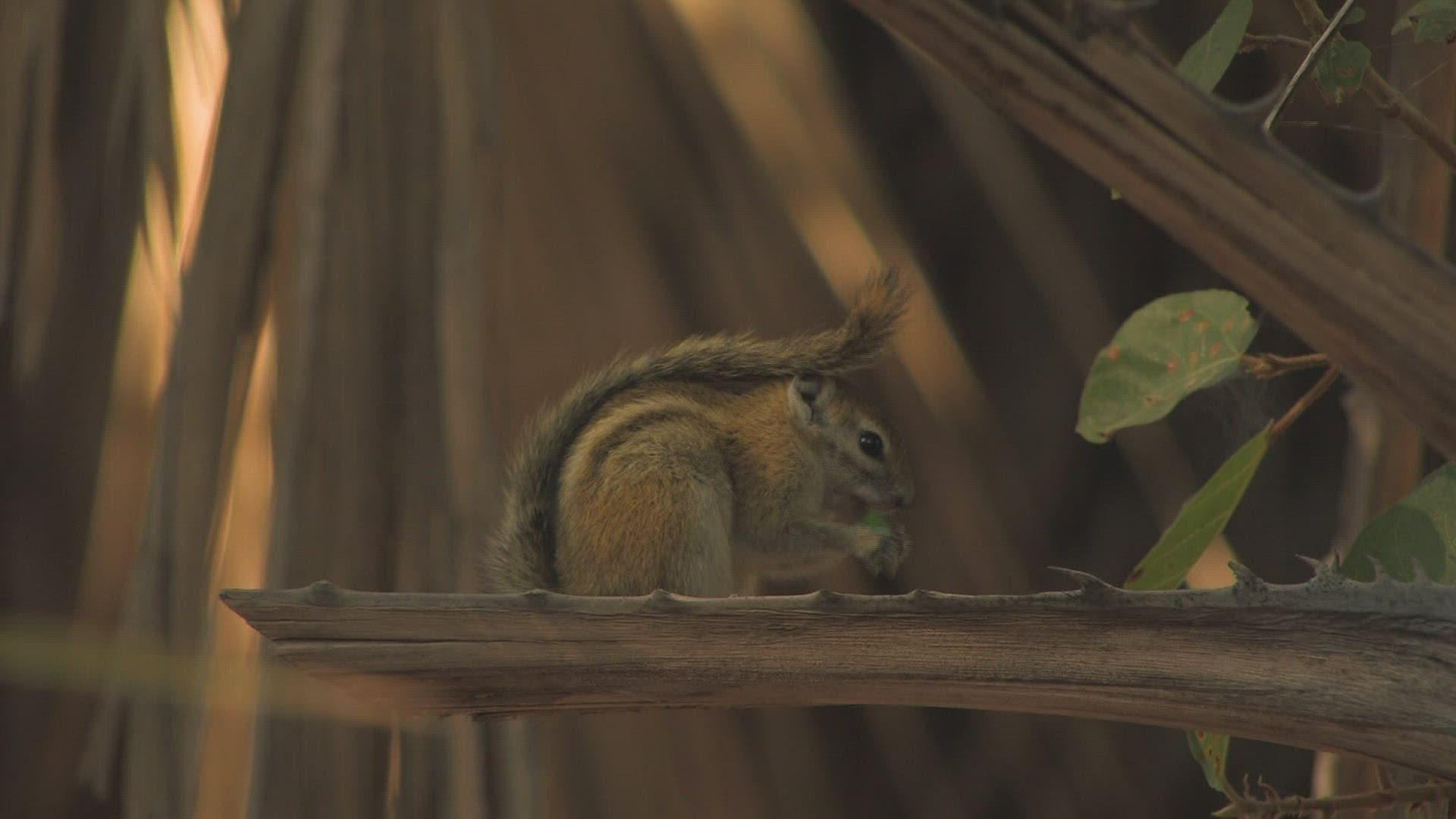 938937962 / Squirrel / Curiosity / Africa