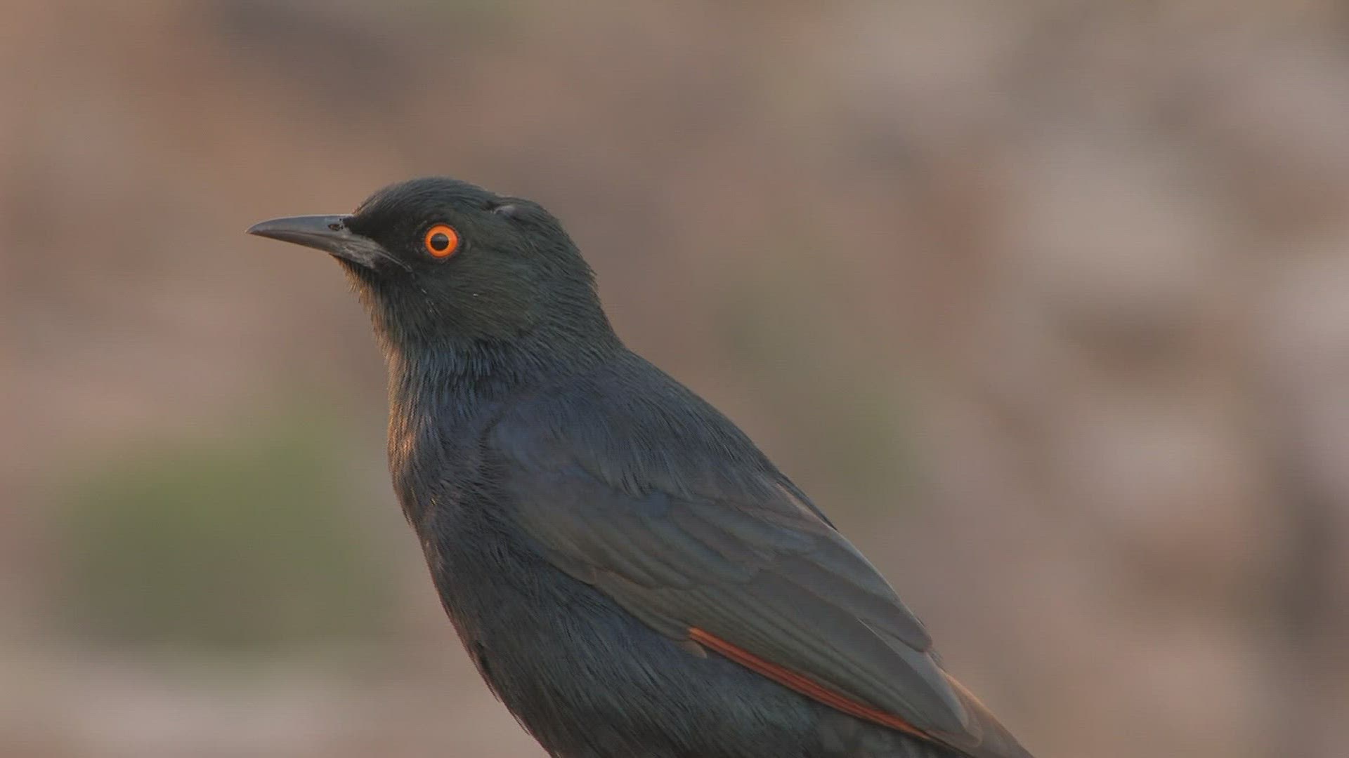 875912604 / Drongo / Singing / Africa