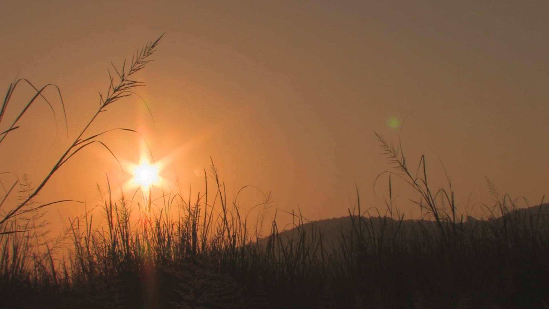 888017529 / Grass / Grassland / Africa