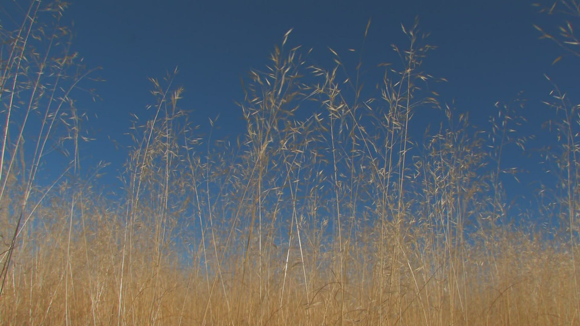 673775271 / Grass / Grassland / Africa